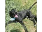 Magno Bv, Labrador Retriever For Adoption In Gig Harbor, Washington