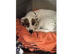 Penny Extremely Urgent, Labrador Retriever For Adoption In Warrior, Alabama