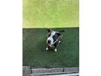 Zayden, American Pit Bull Terrier For Adoption In Tracy, California