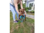 Leslie 2181, Labrador Retriever For Adoption In Portsmouth, Virginia