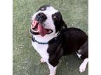 Teddy Freddy, American Pit Bull Terrier For Adoption In Aberdeen, Washington