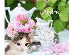 Andre *kitten*, Domestic Shorthair For Adoption In Culpeper, Virginia