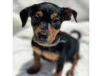 Fencing Pup - Gerek, Miniature Pinscher For Adoption In Esc, California
