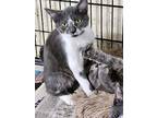 Joey, Domestic Mediumhair For Adoption In Apollo, Pennsylvania