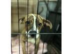 Rover, American Pit Bull Terrier For Adoption In Phoenix, Arizona