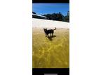 Ali, Labrador Retriever For Adoption In Ocean Ridge, Florida