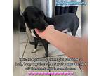 Bessie, Dachshund For Adoption In Quinlan, Texas