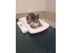 Joey, American Curl For Adoption In Santa Ana, California