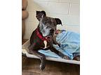 Gypsy, American Staffordshire Terrier For Adoption In Cottonwood, Arizona