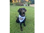 River, Labrador Retriever For Adoption In Denton, Texas