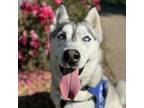 Adopt Shay a Siberian Husky