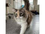 Adopt Sammy a Domestic Long Hair