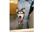 Adopt Nanook a Mixed Breed