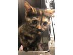 Adopt Cali (petsmart) a Domestic Short Hair