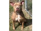 Adopt Adell a Pit Bull Terrier, Mixed Breed