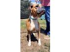 Adopt Rhonda a Boxer, Mixed Breed