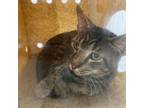 Adopt ACON-Stray-ac143 a Domestic Short Hair
