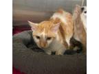 Adopt ACON-Stray-ac86 a Domestic Short Hair