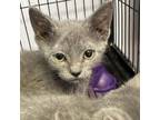 Adopt Apple a Domestic Short Hair