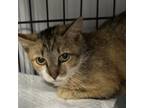 Adopt Kali a Domestic Short Hair