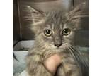 Adopt Bacon a Domestic Long Hair