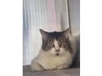 Adopt Molly a Domestic Short Hair