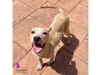 Adopt Demi a Retriever, Mixed Breed
