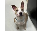 Adopt Hash Brown a Pit Bull Terrier