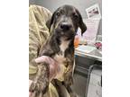 Adopt Air a Black Mouth Cur, Mixed Breed