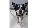 Adopt Shyla a Siberian Husky, Mixed Breed