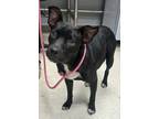 Adopt Peace a Pit Bull Terrier, Mixed Breed