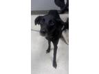 Adopt Leona a Retriever, Shepherd