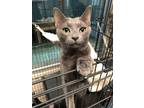 Adopt Cheri a Domestic Short Hair