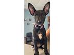 Adopt Calypso a Mixed Breed