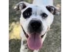 Adopt Marlene a Terrier