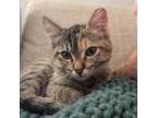 Adopt Zelda a Domestic Short Hair