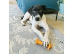 Adopt Olympia a Terrier