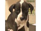 Adopt Eve a Labrador Retriever