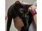 Adopt Panthera a Domestic Short Hair