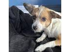 Adopt Apricot a Terrier