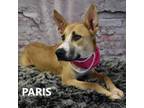 Adopt Paris a Mixed Breed