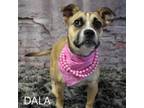 Adopt Dala a Terrier