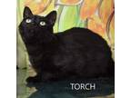Adopt Torch a Domestic Short Hair