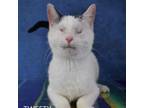 Adopt Tweetie a Domestic Short Hair