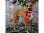 Adopt Layla a Mixed Breed