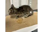 Adopt Hannah a Domestic Short Hair