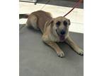 Adopt Sophie a Labrador Retriever, Siberian Husky