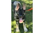 Adopt Heidi a German Shepherd Dog