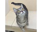 Adopt Fern a Domestic Short Hair