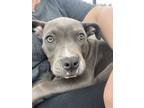 Adopt Scarlet a Pit Bull Terrier